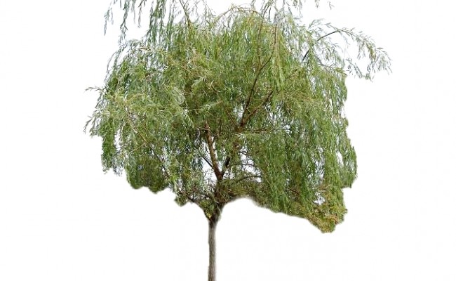 Wierzba płacząca 'Chrysocoma' DUŻE SADZONKI 400-450 cm, obwód pnia 20-22 cm (Salix x sepulcralis)
